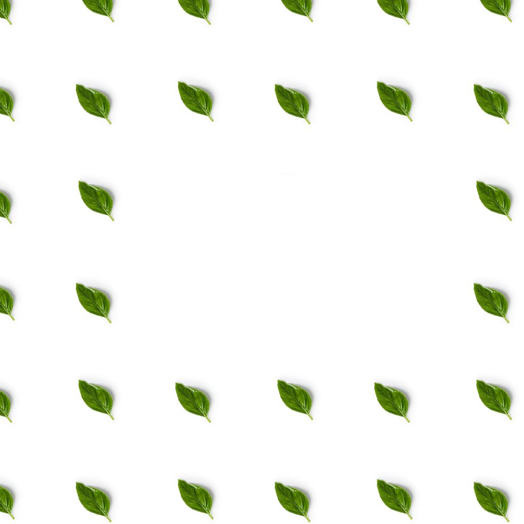 Graphic pattern made of basil leaves on a white background