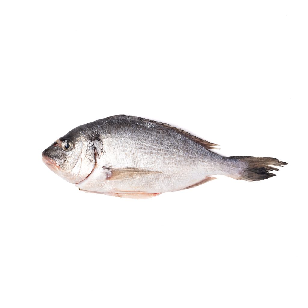Dorado fish on a white background, top view
