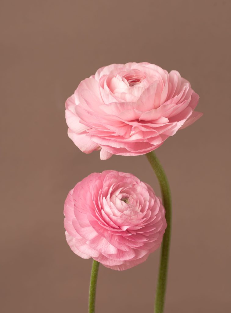 two pink ranunculus flowers on a brown background, front view